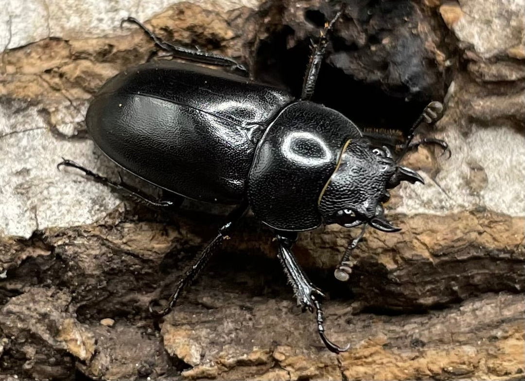 【WD】《オーエンノコギリクワガタ中国亜種melli 36.4mm ♂♀B品♀トリオ》