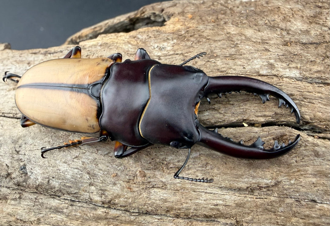 【WF4】《ブルイジンノコギリ原名亜種 50.5mm ペア》