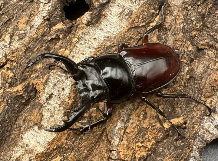 【WD】《オーベルチュールクロツヤシカ 50mm ペア》