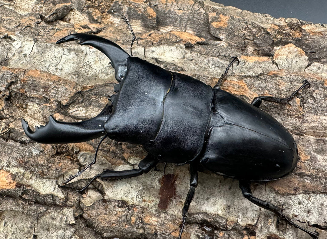 【WD】大型《北カマリネスヒラタ 92mm ペア》