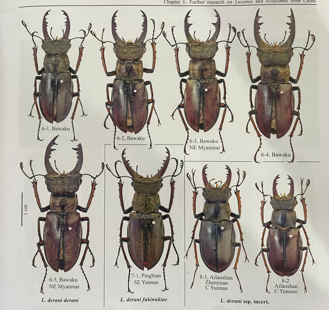 【WD】《デランミヤマクワガタ原名亜種 43mm ペア》