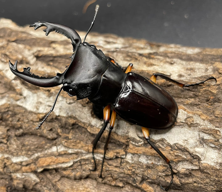 【WD】大型大歯《インペリアリスツヤクワガタ 66mm A’品ペア》