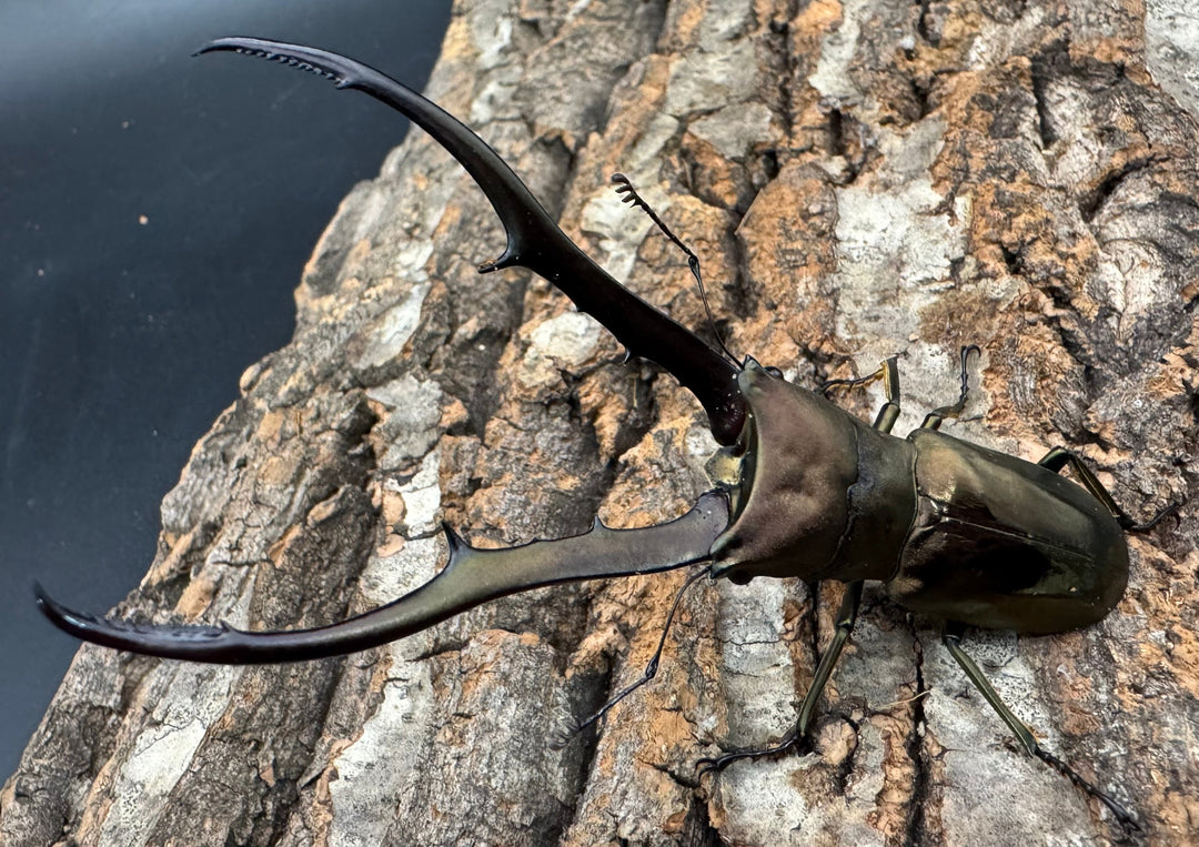 【WD】《メタリフェルホソアカ亜種finae 87mm ペア》