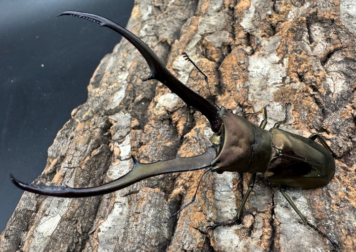 【WD】《メタリフェルホソアカ亜種finae 87mm ペア》