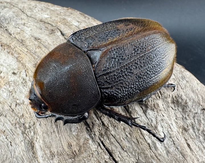 《 ヘラクレス・モリシマイ 煌血統アウトライン 64mm ♀単》inohiro109氏ブリード個体