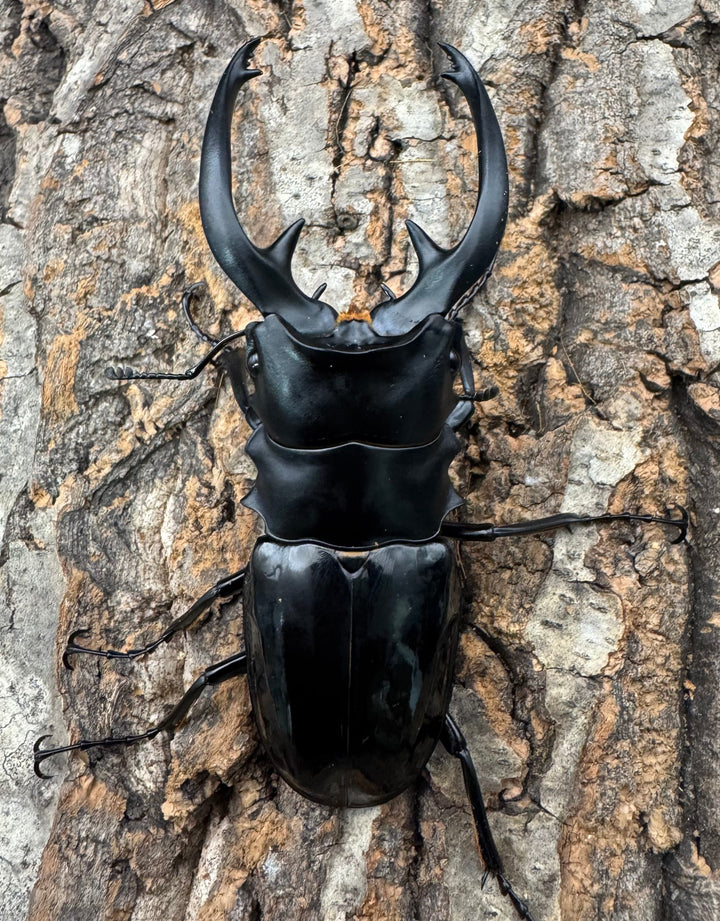 【WD】《インターメディアツヤクワガタ ネグロス産 93mm ペア》