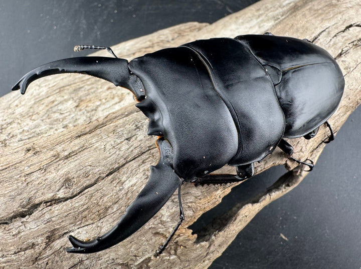 【WD】《アルキデスヒラタ ベンクール産 長歯 92mm 胸幅35.9mm  ペア》