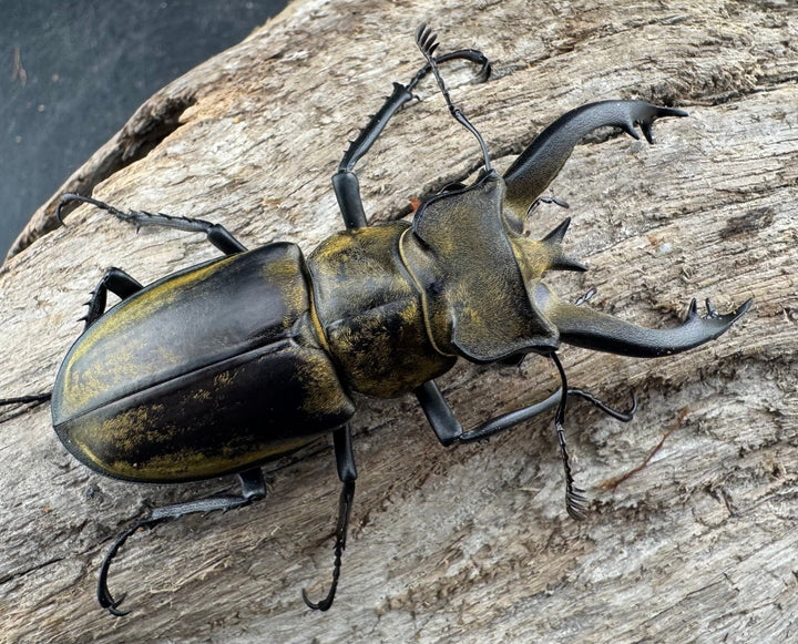 【WD】《フルキフェルミヤマ 61mm ペア》