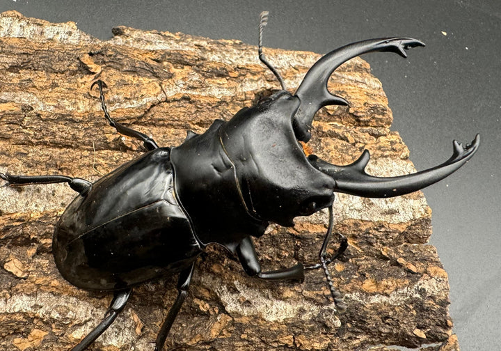 【WD】《インターメディアツヤクワガタ 85mm ペア》