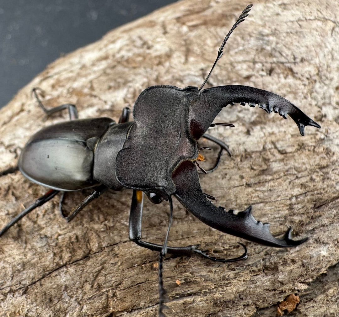 【WD】《クラッペリッヒミヤマ 42mm ♀脚黄紋 ペア》