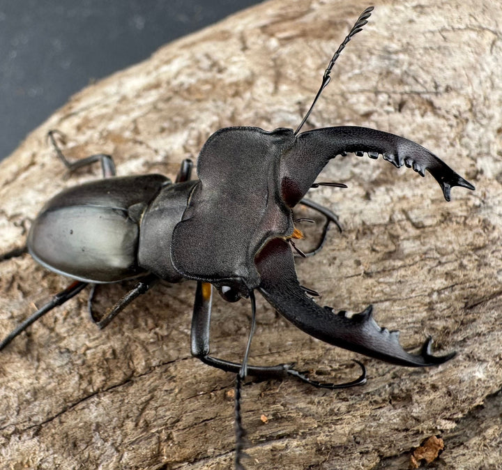 【WD】《クラッペリッヒミヤマ 42mm ♀脚黄紋 ペア》