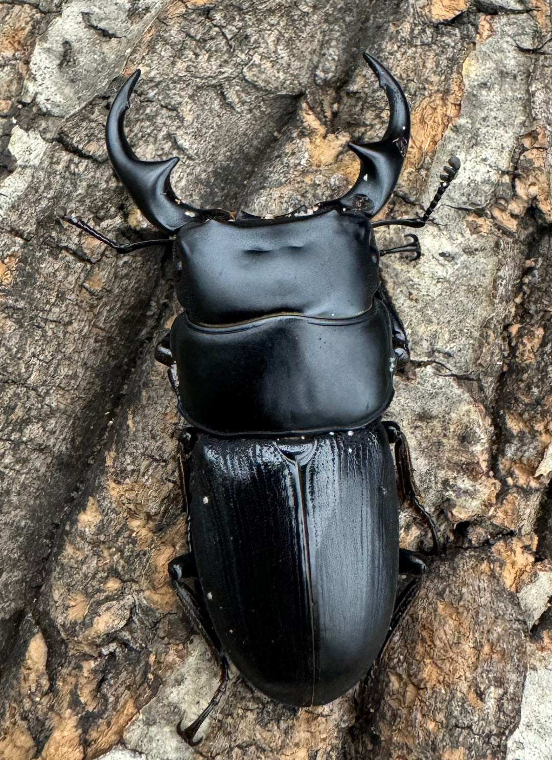 【WD】《ミンダナオパリーオオクワ  56mm ペア》