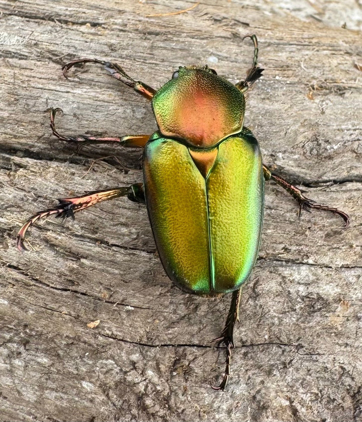 【WD】《ロドリゲスヒメカブトハナムグリ ペア》