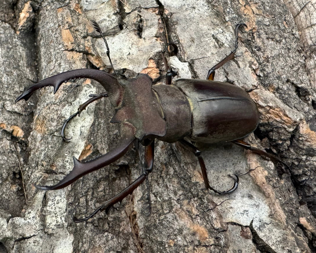 【WD】《クラーツミヤマ原名亜種 48mm ペア》