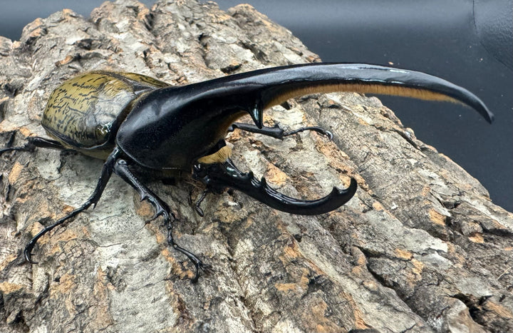 《ヘラクレス・ヘラクレス 141mm ペア》