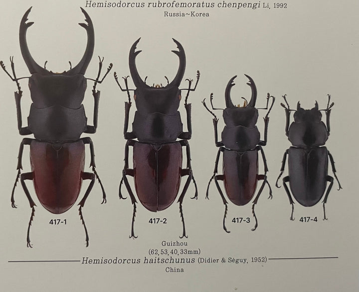 【WD】貴重産地《ハイチュヌスコクワ 33mm ♀単》