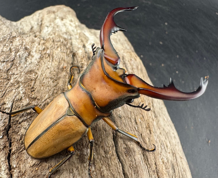 【WD】《アラガールホソアカクワガタ 58mm ♂単》