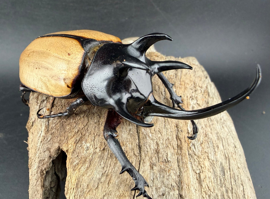 【WD】《ゴホンツノカブト原名亜種 タイ産 90mm ペア》