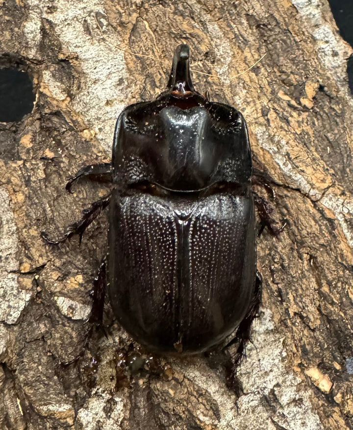 【WD】《マルタバンメンガタカブト 49.5mm ペア》