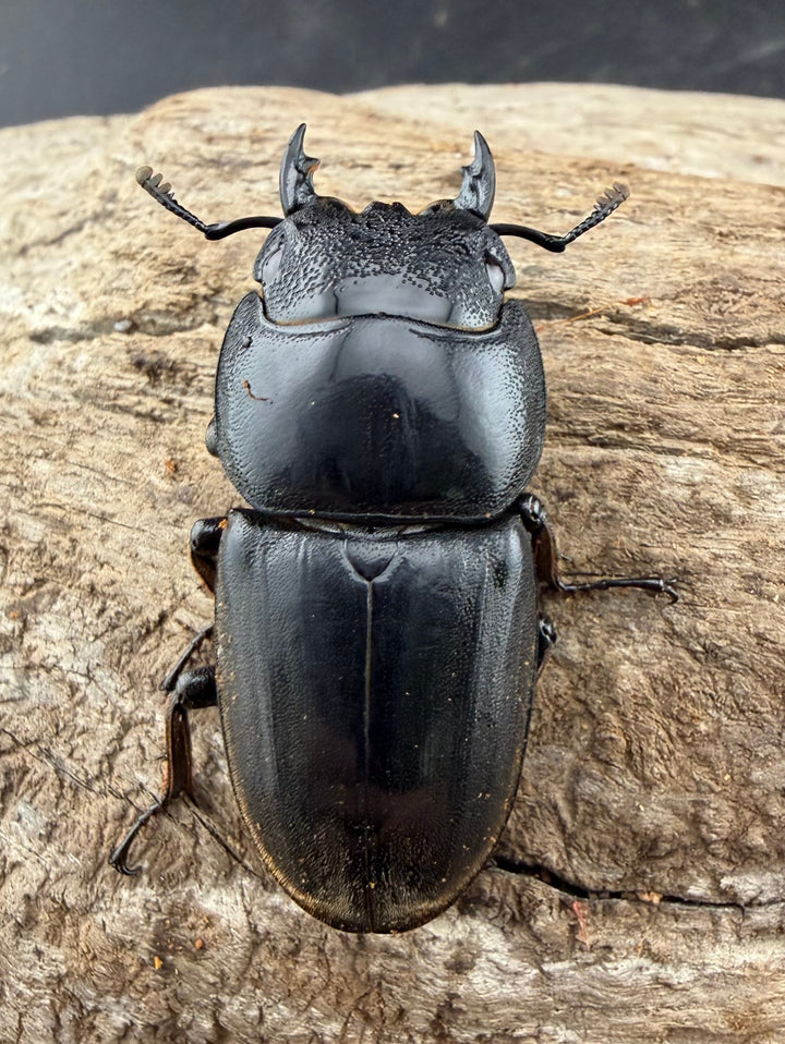 【WD】《スマトラオオヒラタ アチェ産 94mm ペア》