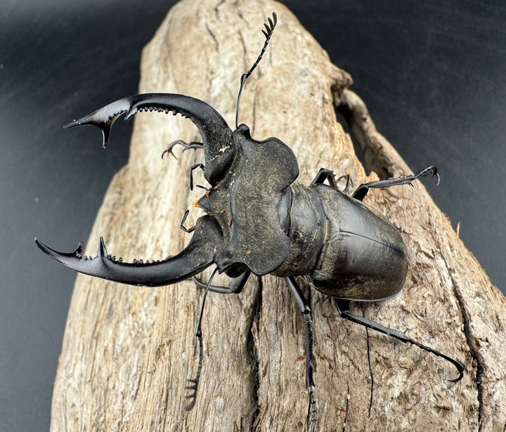 【WD】《ノビリスミヤマ 61mm ペア》