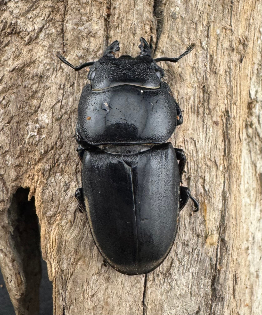 【WD】《スマトラオオヒラタ アチェ産 81mm ペア》