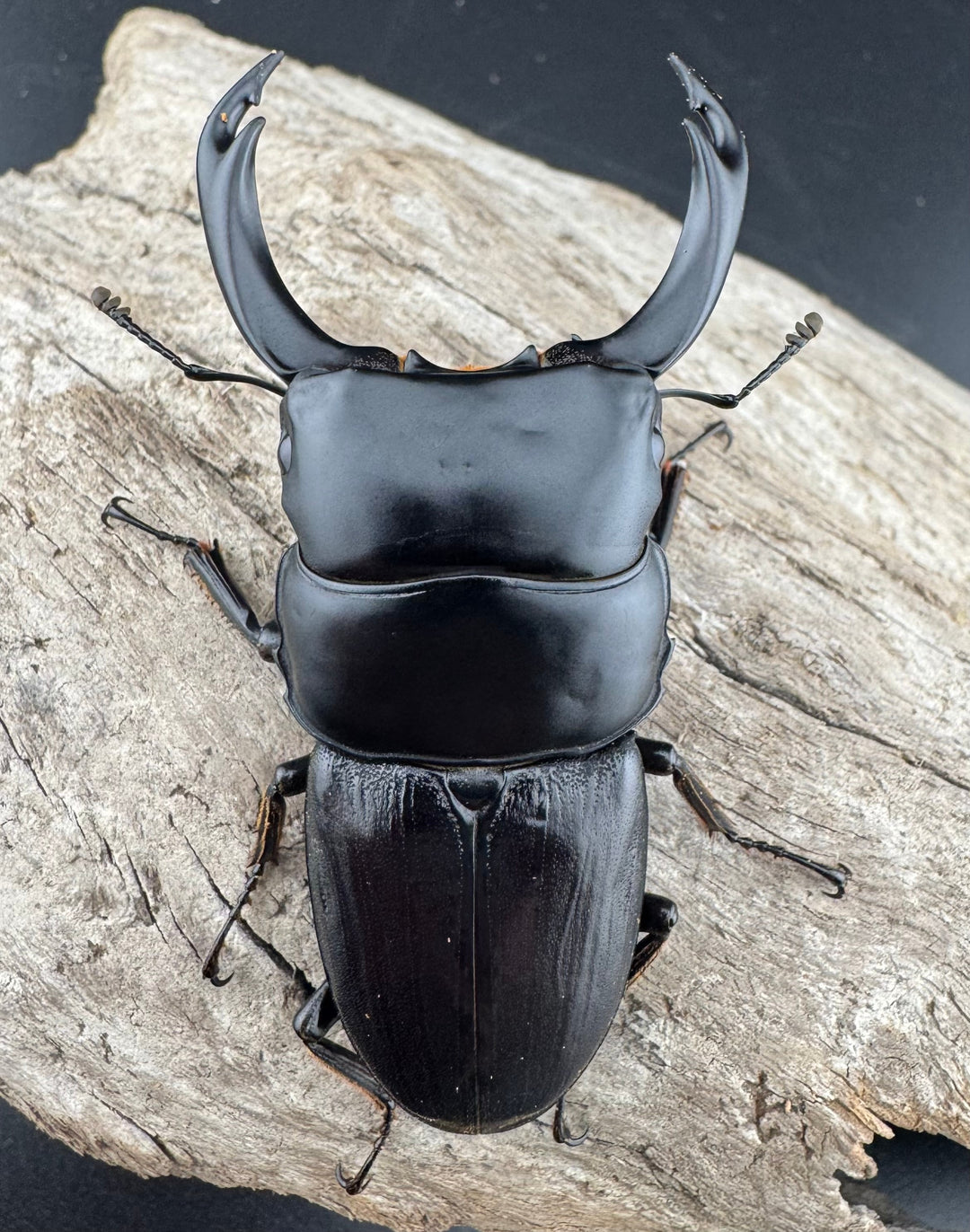 【WD】《ミンダナオパリーオオクワ キダパワン産 70mm ペア》