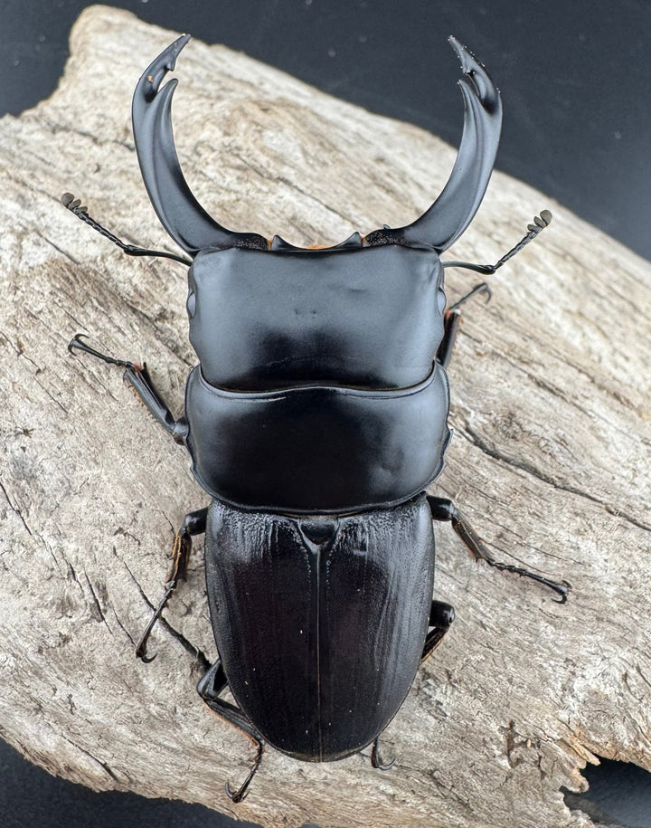 【WD】《ミンダナオパリーオオクワ キダパワン産 70mm ペア》