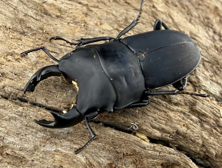 【WF3】《メタドルクス ロトゥンダトゥス 21mm ペア》