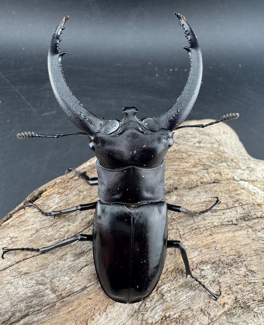 【WD】《リノケロスフタマタ 82mm ペア》