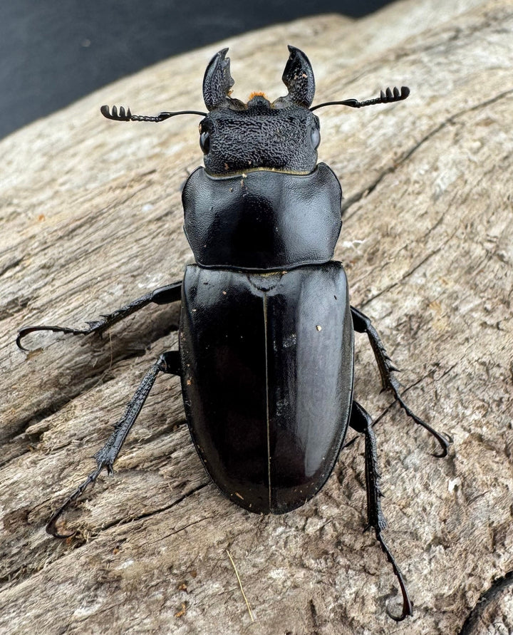 【WD】2018新種記載《ジュシャンミヤマ 58mm ペア》①