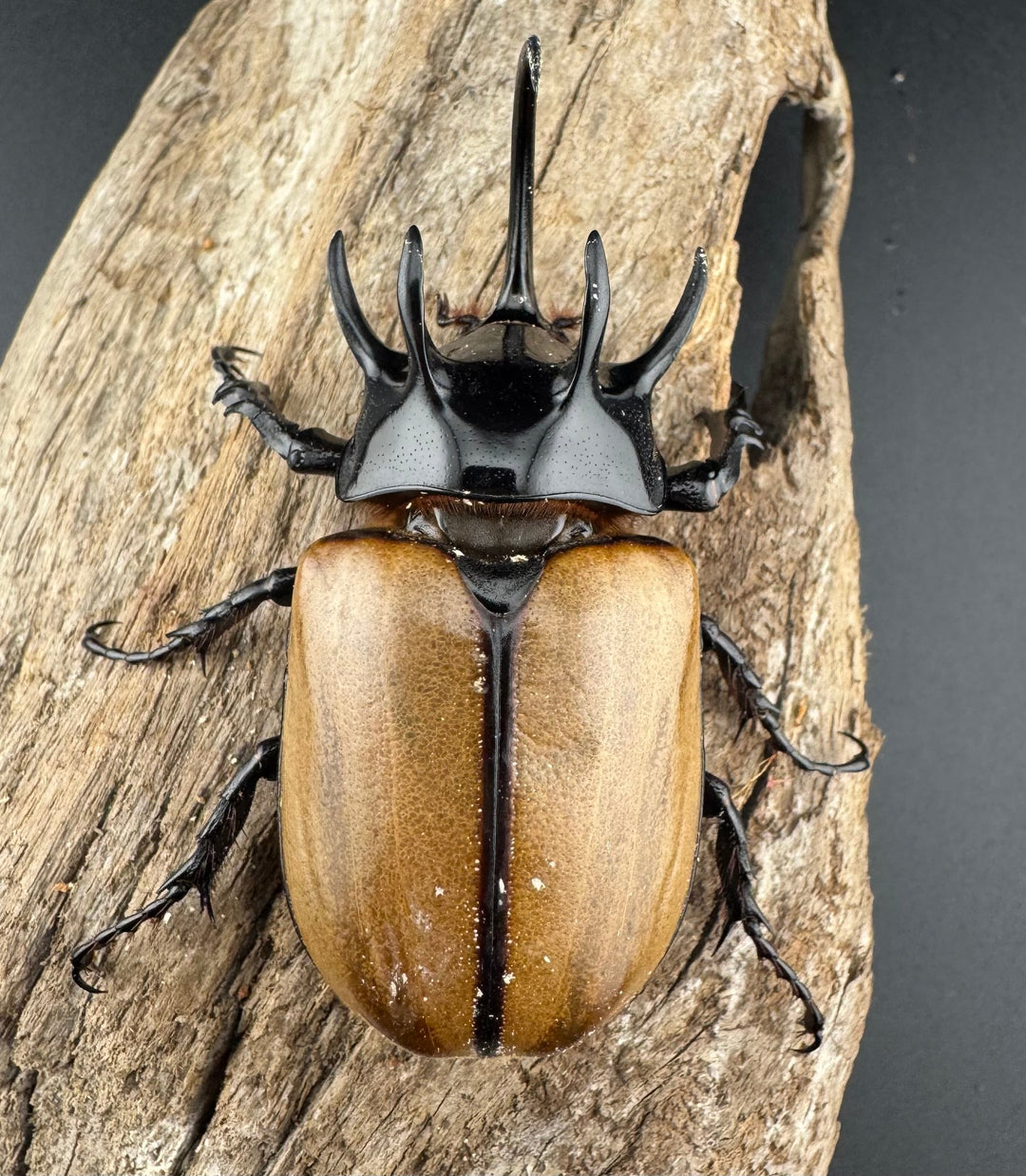 【WD】《ゴホンツノカブト原名亜種 ラオス産 73mm ペア》