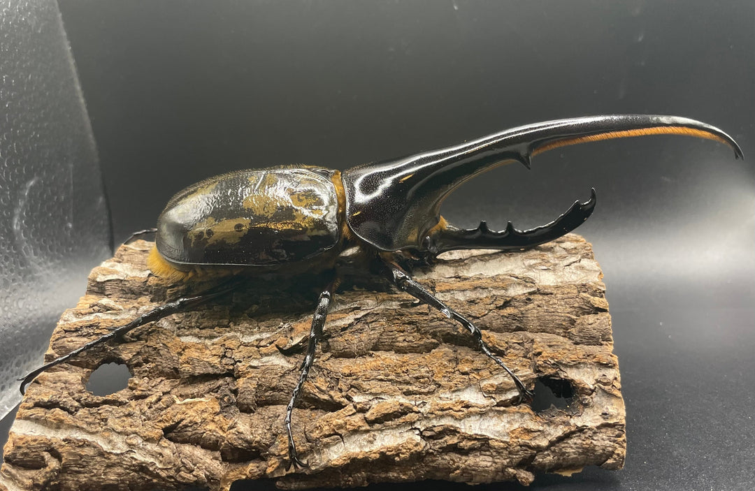 即ブリ《ヘラクレス・ヘラクレス 158mm ペア》