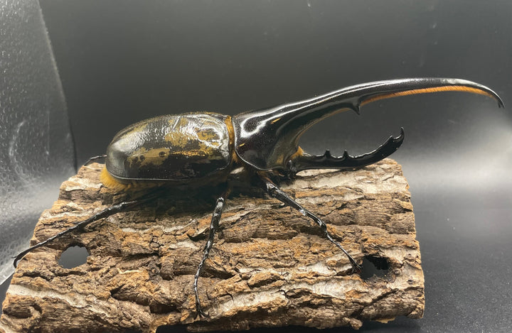 即ブリ《ヘラクレス・ヘラクレス 158mm ペア》