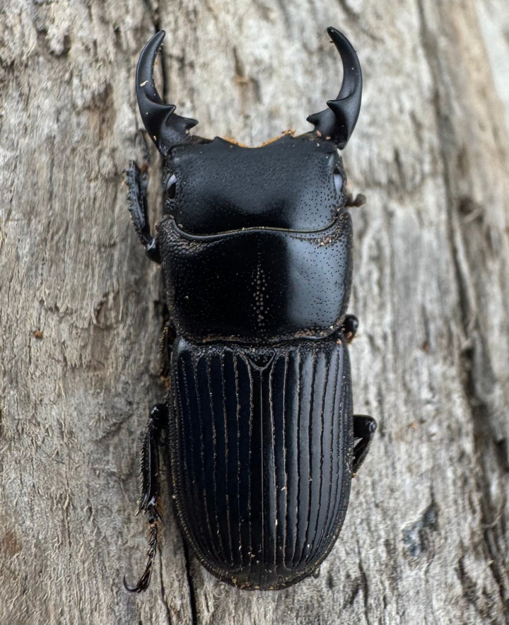 【WD】《ラエビコリスネブトクワガタ 21.5mm ペア》