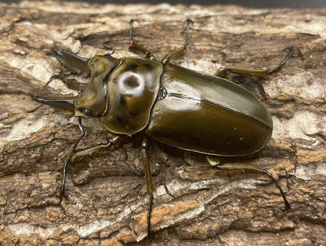 《ババオウゴンオニクワガタ 57mm ペア》