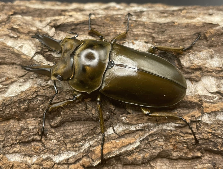 《ババオウゴンオニクワガタ 57mm ペア》