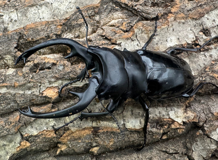 【WD】《インターメディアツヤクワガタ 94mm ペア》