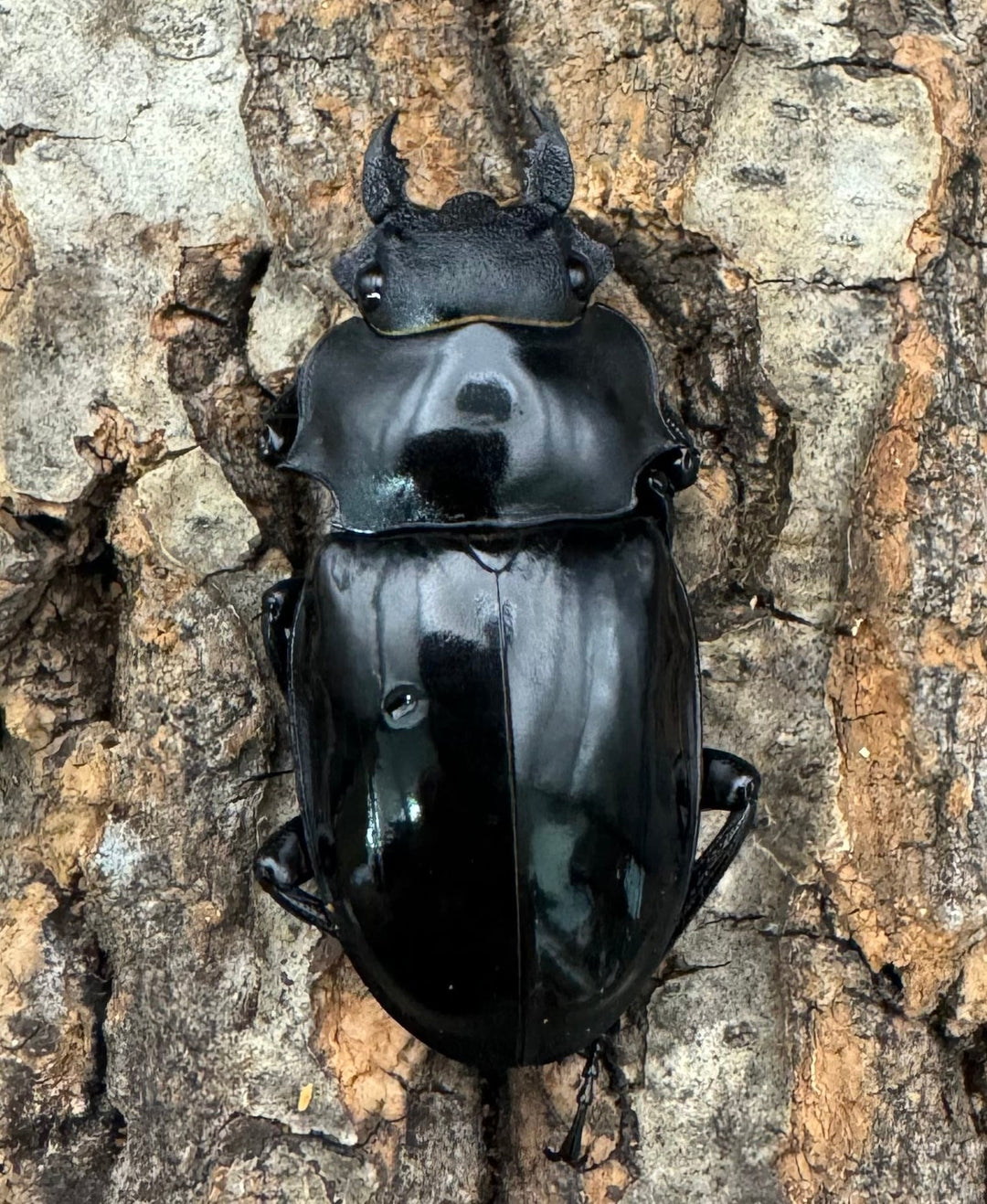 【WD】《インターメディアツヤクワガタ 92.5mm ペア》