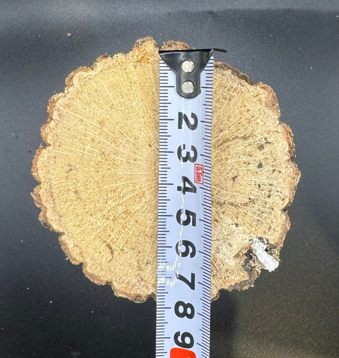 【3年物】産卵木 クヌギ材 Mサイズ 1本