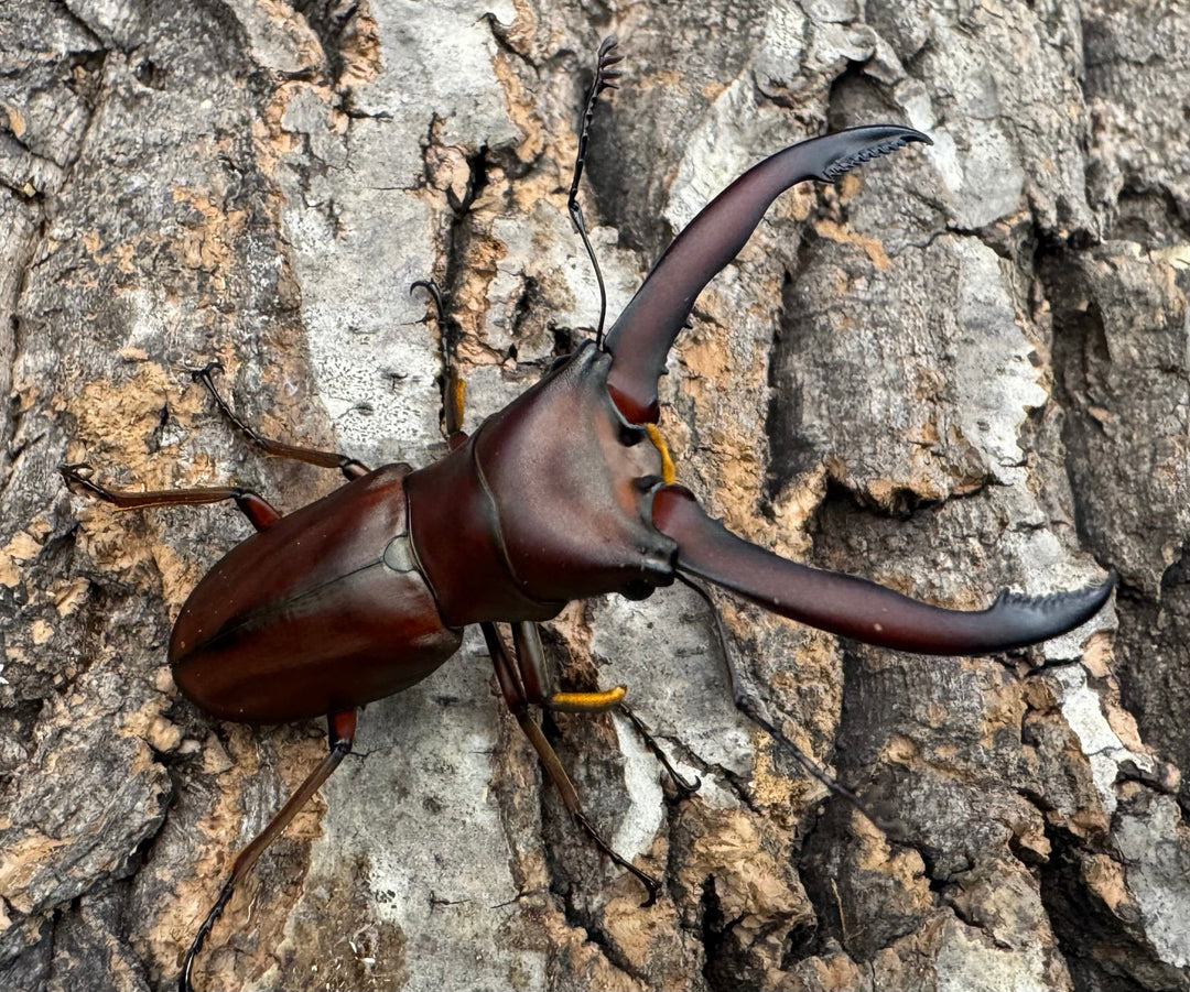 【WD】《ギラファホソアカクワガタ 59mm ペア》