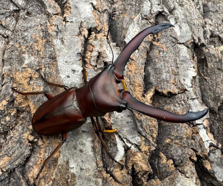 【WD】《ギラファホソアカクワガタ 59mm ペア》