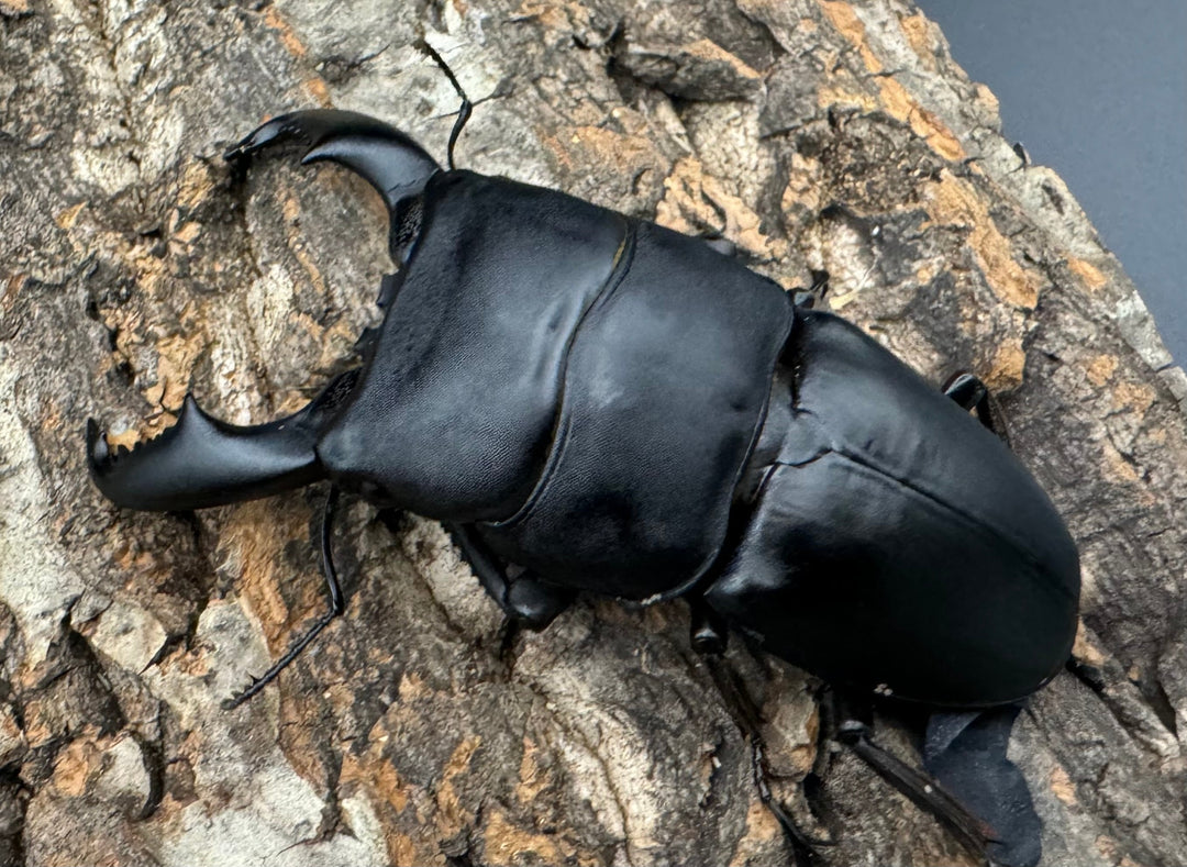 【WD】《東ペレンヒラタクワガタ 86mm ペア》