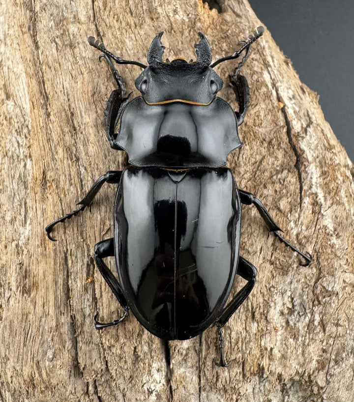 【WD】《インターメディアツヤクワガタ ネグロス島産 96.5mm ペア》