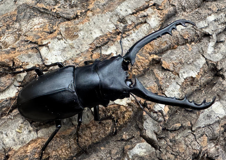 即ブリ《ギラファノコギリ亜種ケイスケ 82.5mm ペア》