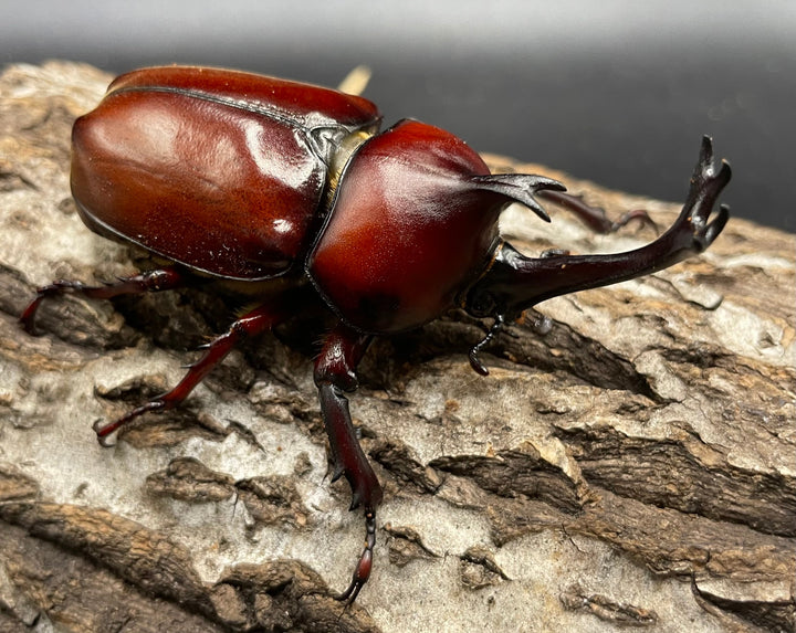 《ヤマトカブトムシ ペア》③