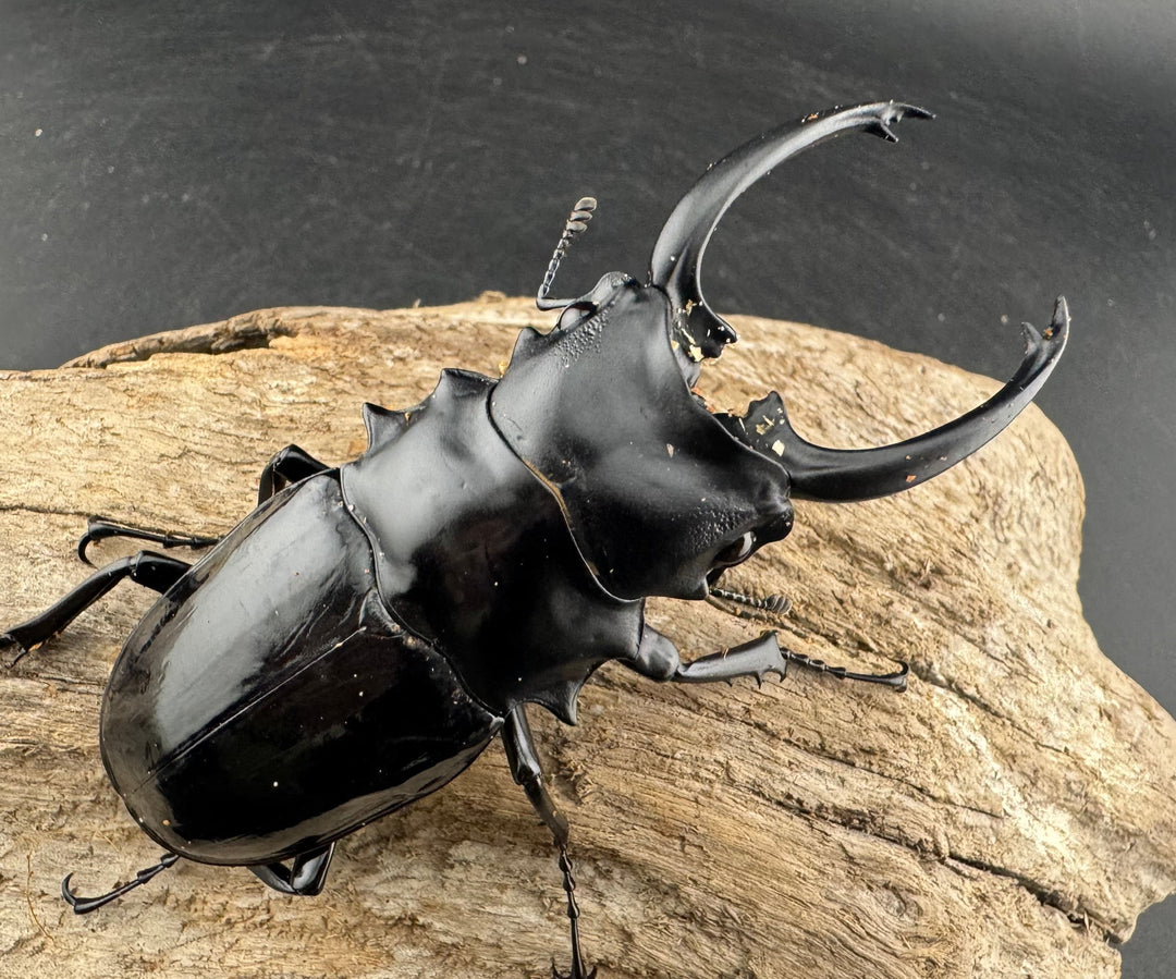 【WD】《ダールマンツヤクワガタ亜種セレベンシス 84.5mm ペア》