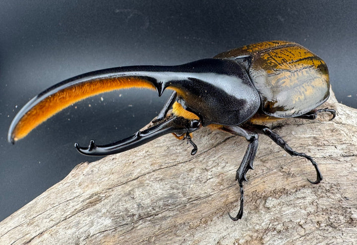 《 ヘラクレス・モリシマイ 煌血統アウトライン 120mm ペア》inohiro109氏ブリード個体