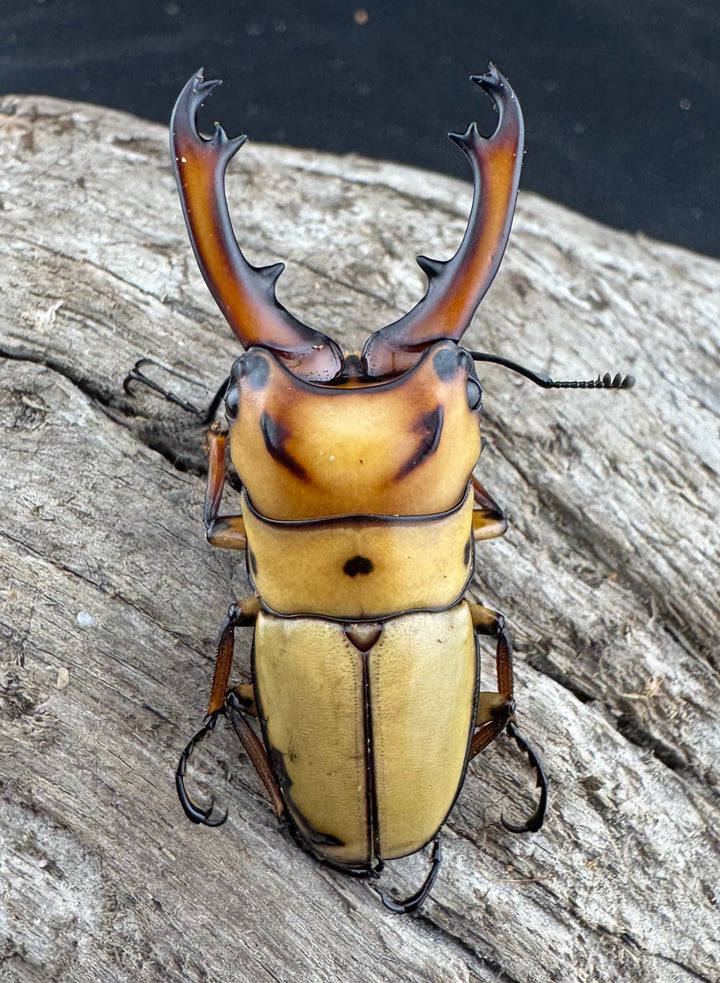 【WD】《オキピタリスノコギリ原名亜種 46.5mmペア》