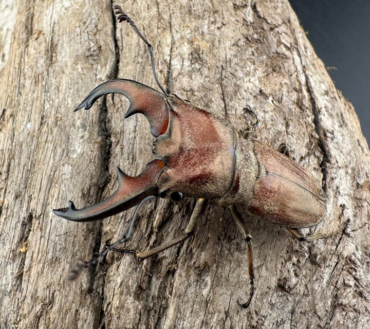 【WD】《スズムラホソアカ ロハス産 39.5mm A’品ペア》